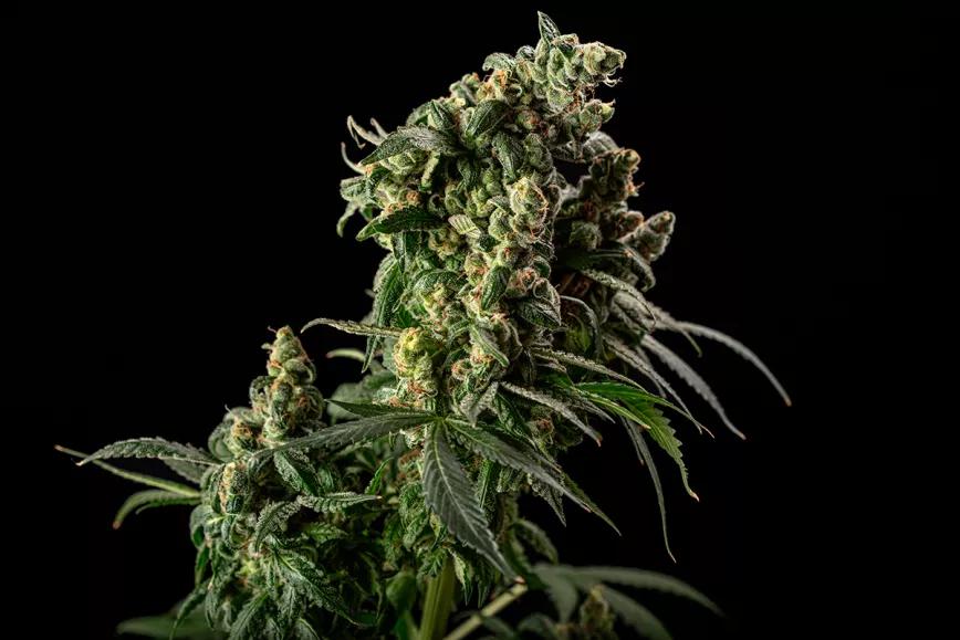 Cafe Racer Blimburn Seeds 