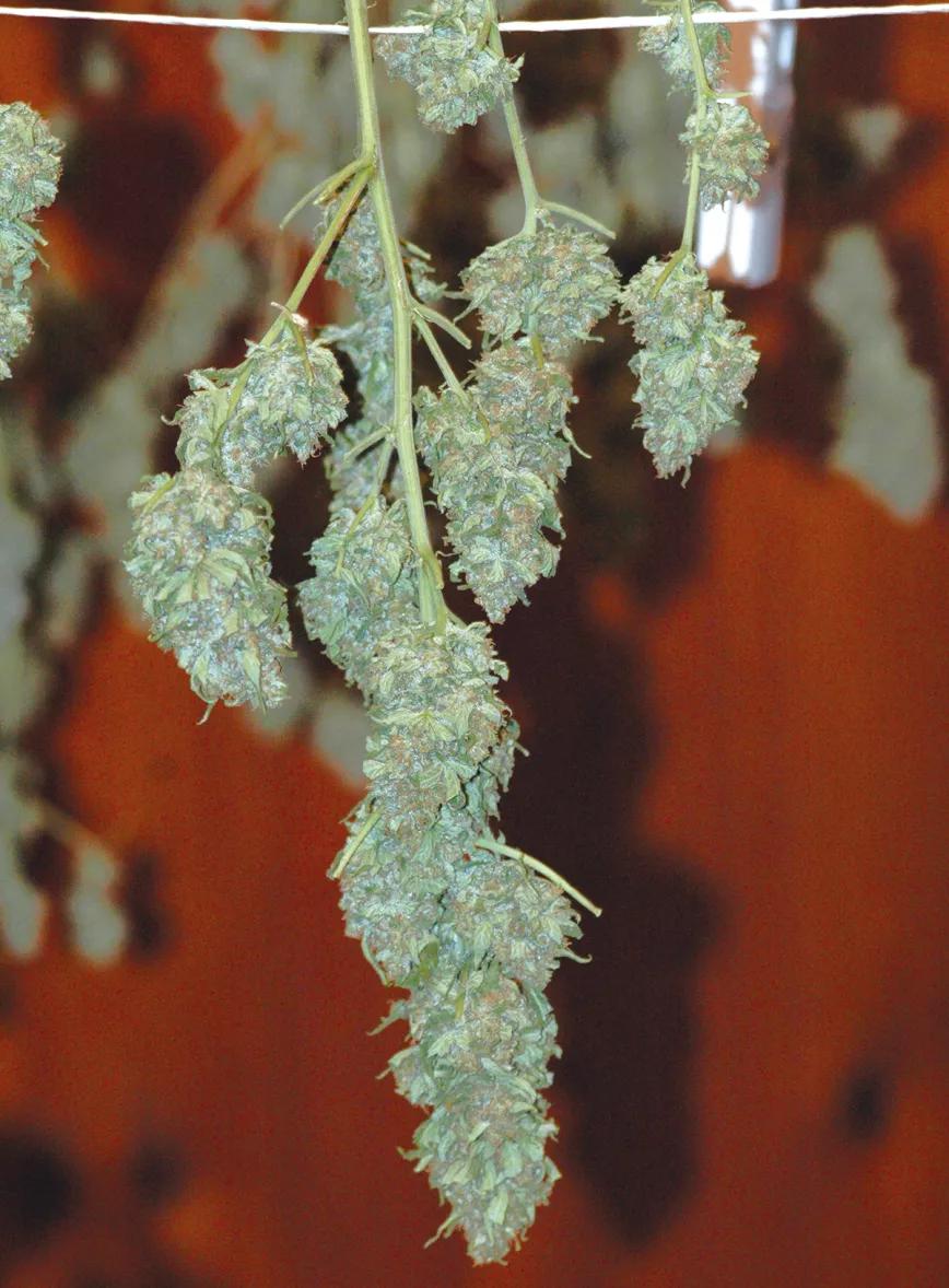 Diez trucos para lograr la mejor cosecha 