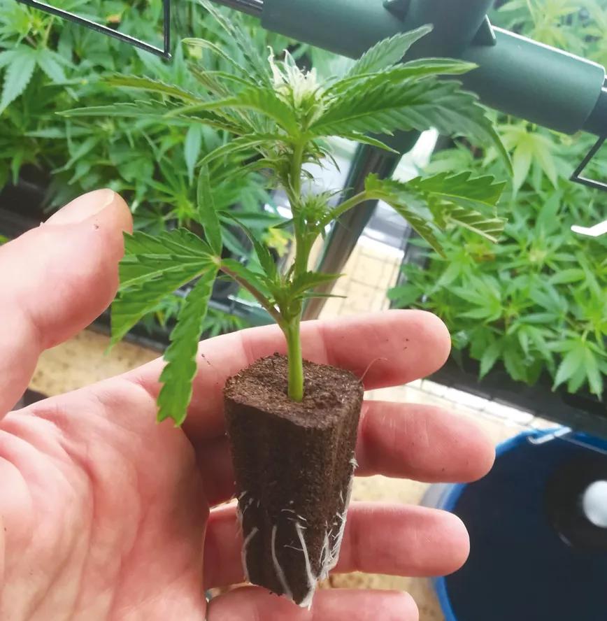 Los tres factores clave del cultivo: iluminación, humedad y temperatura 