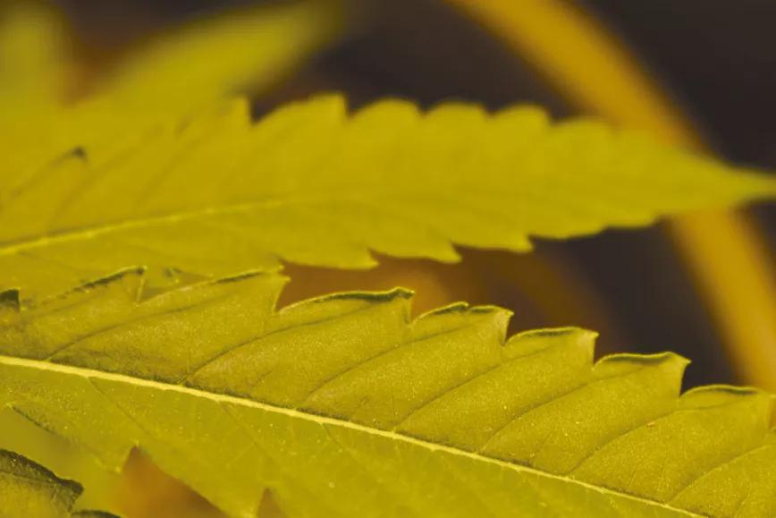 Los tres factores clave del cultivo: iluminación, humedad y temperatura 