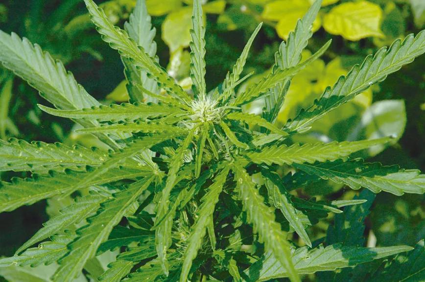 Los tres factores clave del cultivo: iluminación, humedad y temperatura 