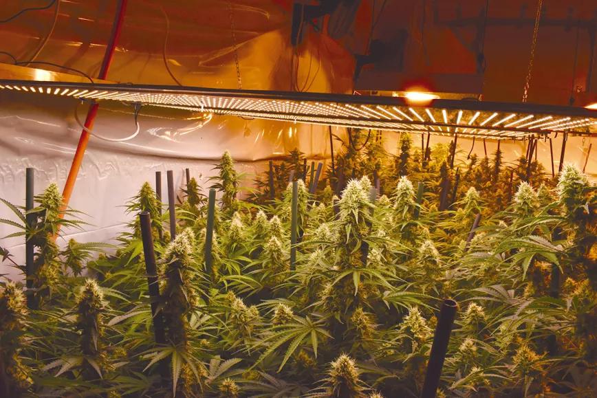 Los tres factores clave del cultivo: iluminación, humedad y temperatura 