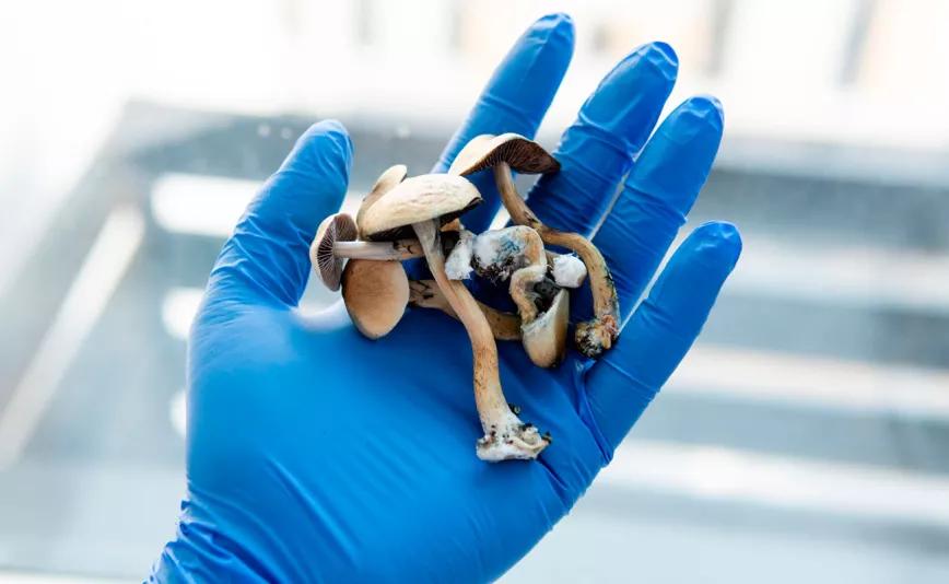 La DEA propone duplicar la cantidad de psilocibina y THC producida para investigar 