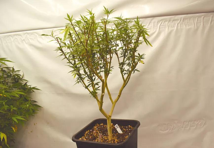 Ocho trucos y técnicas para manejar el tamaño y la forma de las plantas 