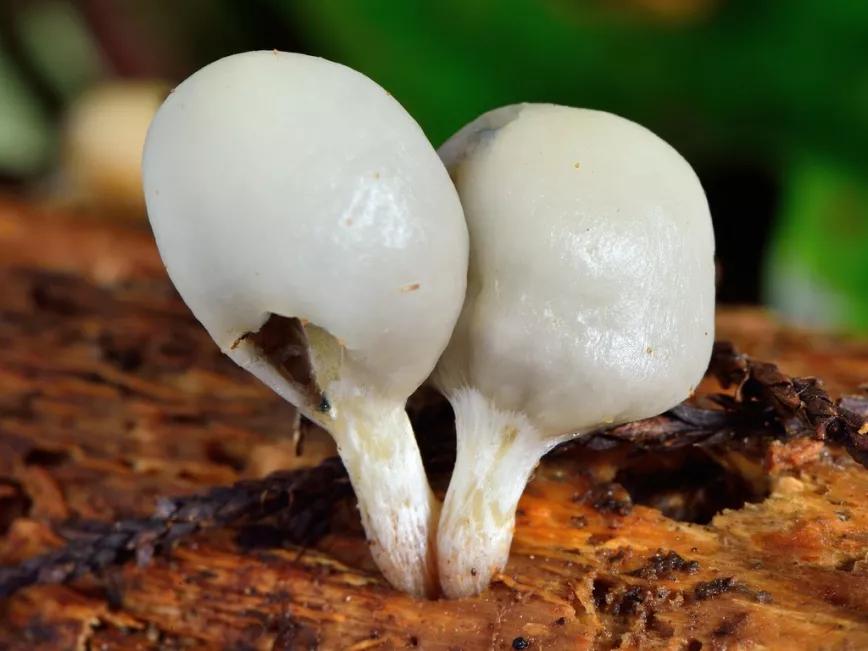 Nueva Zelanda autoriza el cultivo de hongos psilocybe autóctonos