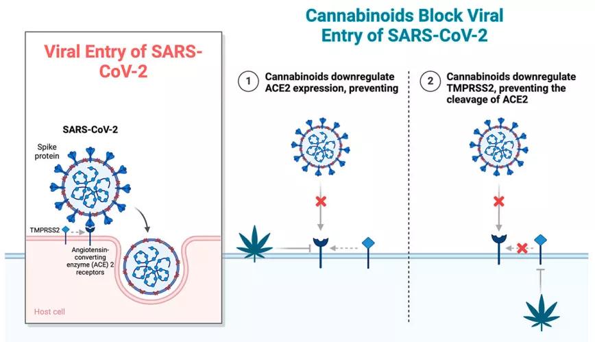 El cannabis evita el contagio del Covid-19 y sirve para el tratamiento de síntomas prolongados