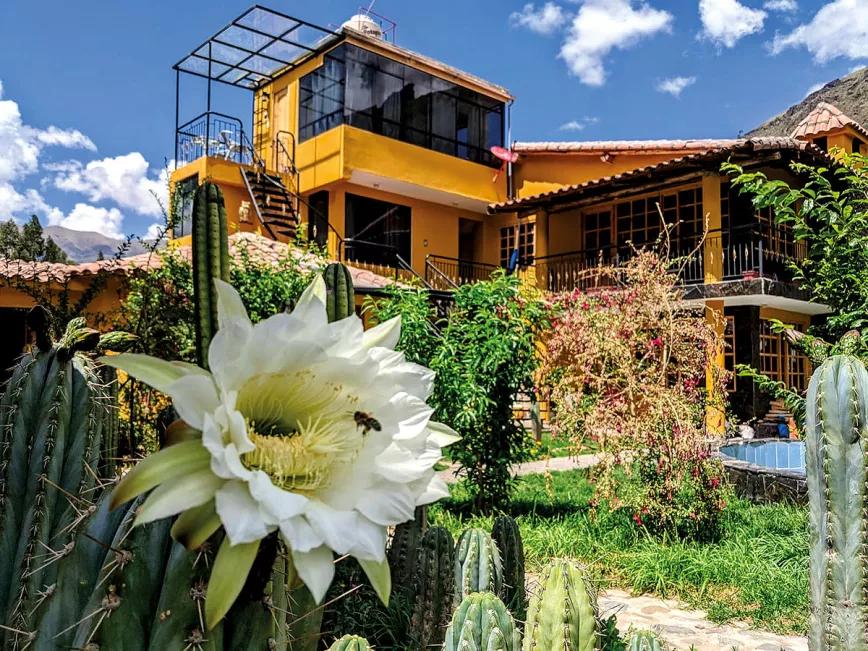 Una abeja liba el polen de la flor del cactus en Huachuma Wasi, un lugar privilegiado por la naturaleza.