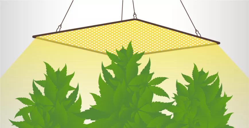 ¿Cómo cultivo las auto en interior?