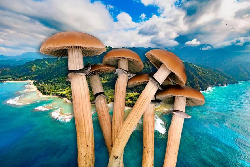 Hawái presentó un proyecto de ley para permitir el uso medicinal de la psilocibina