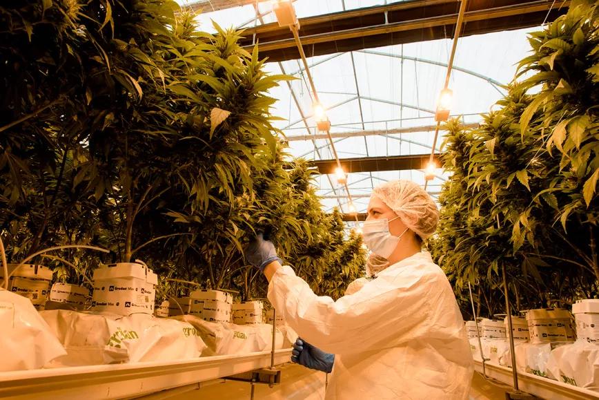 Uruguay: una empresa de cannabis europea despide a todos los trabajadores y desaparece del país