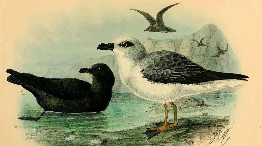 Guano. Profesor Cáñamo