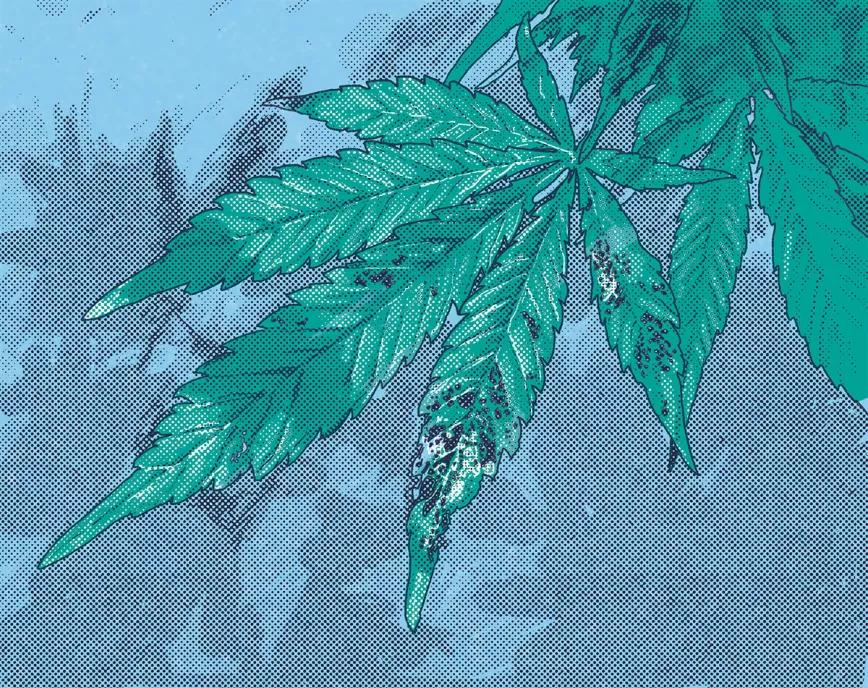 ¿Qué insecticidas están autorizados para el cannabis? 