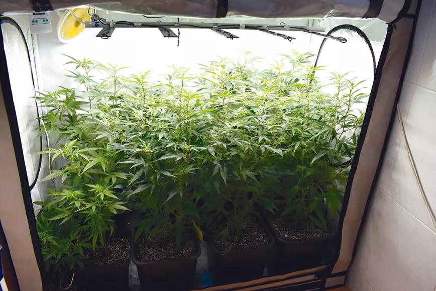 Nueve trucos para acelerar (o frenar) el crecimiento de las plantas en interior