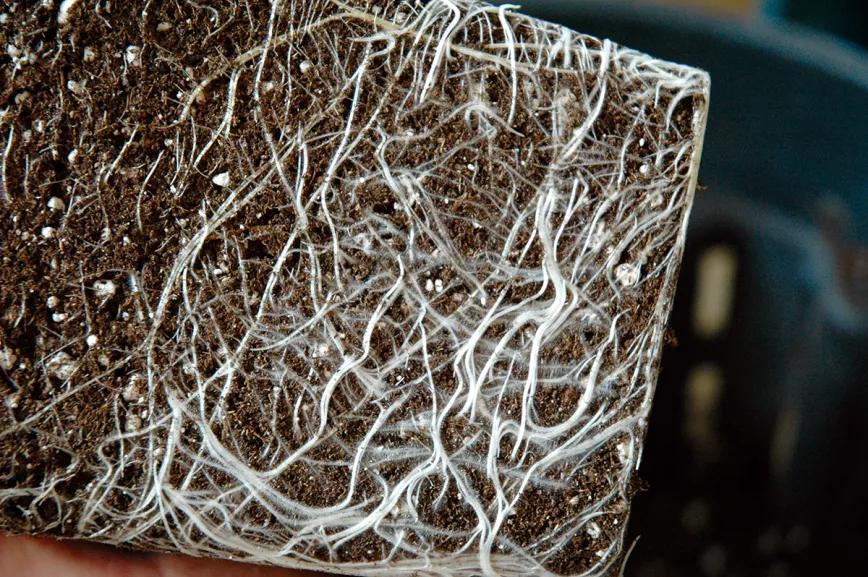 Nueve trucos para acelerar (o frenar) el crecimiento de las plantas en interior