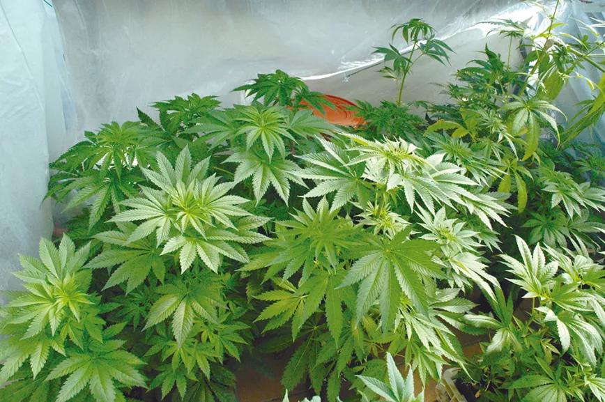 La cosecha de primavera fácil 