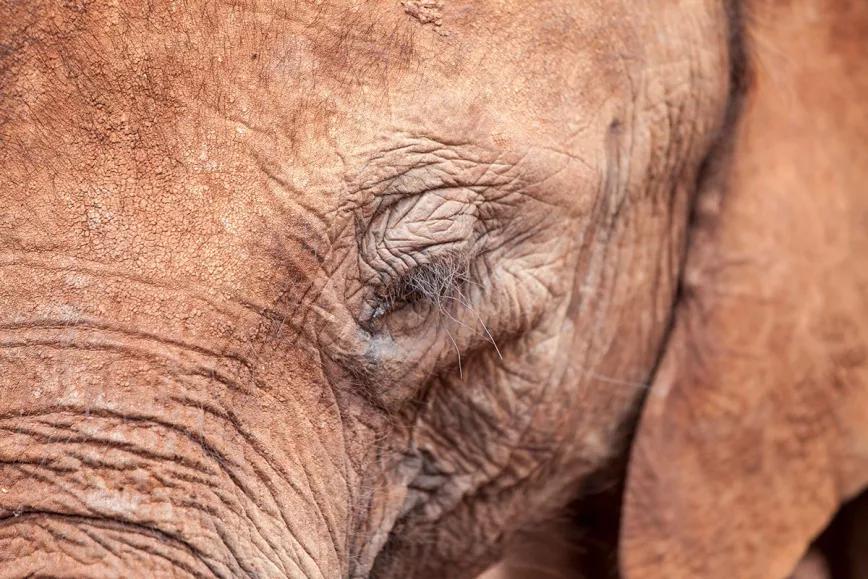 México: una elefanta mejora su salud después de usar un aceite de cannabis con CBD