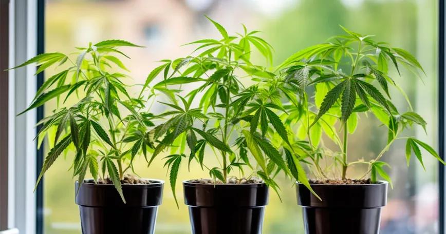 Costa Rica presentan un proyecto de ley para permitir el autocultivo de cannabis