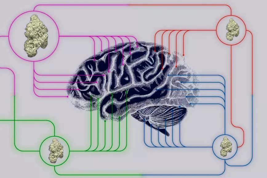 Tres universidades de Brasil se unen para investigar el uso de cannabis en Parkinson y Alzheimer