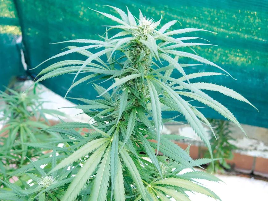 Las sativas tienen una floración tan tardía que se pueden sembrar en agosto y cosechar en noviembre. 