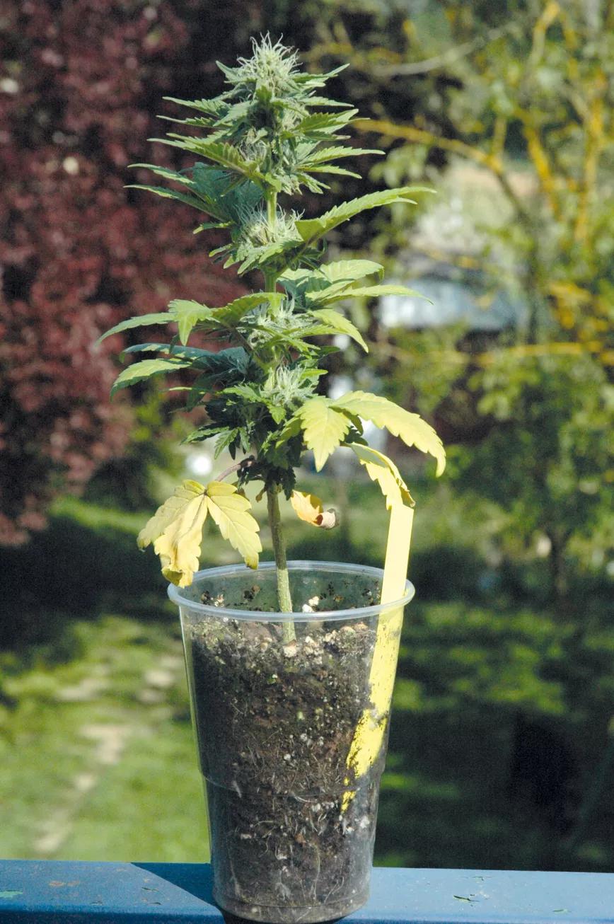 Una pequeña planta en la ventana no dará mucho, pero algo es algo. 