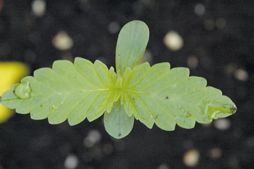 Protegeremos las plántulas pequeñas de las plagas y el mal tiempo, puesto que son muy débiles durante las primeras semanas. 