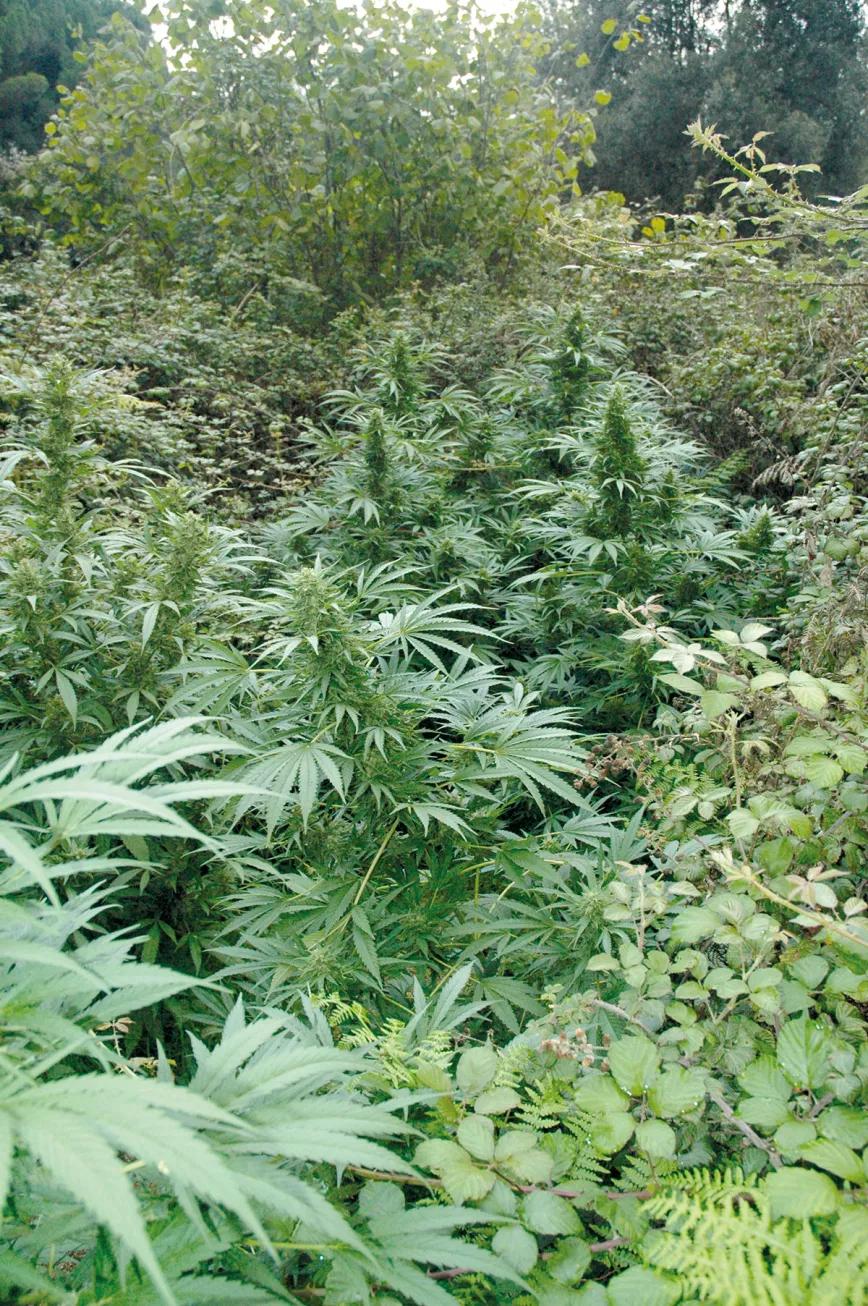 Esta plantación de guerrilla está protegida de ladrones y curiosos gracias a una gran zarza que rodea el espacio. 