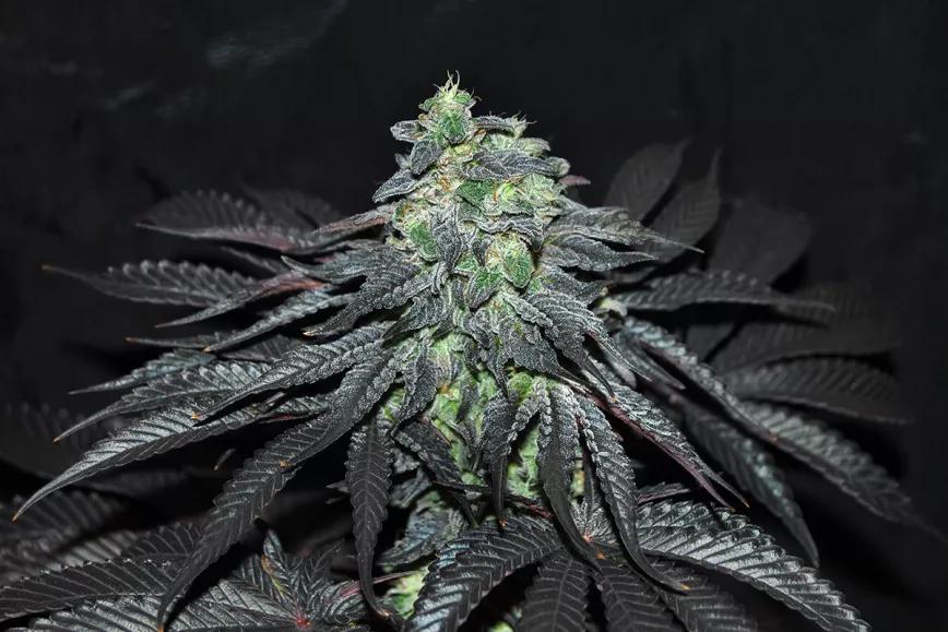 Golosa, una variedad para los más golosos. Delicious Seeds