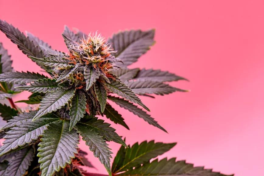 Sumar le pide al Gobierno de España que se pronuncie sobre la regulación del cannabis