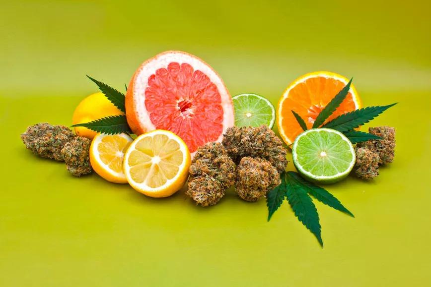 Un estudio científico demuestra que un terpeno reduce la ansiedad producida por el THC