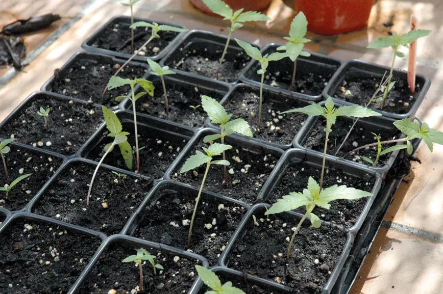 Nueve trucos para empezar en el cultivo de exterior