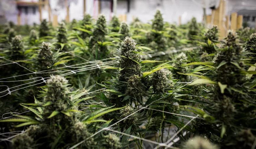 España le ha comprado a Portugal unas seis toneladas de cannabis 