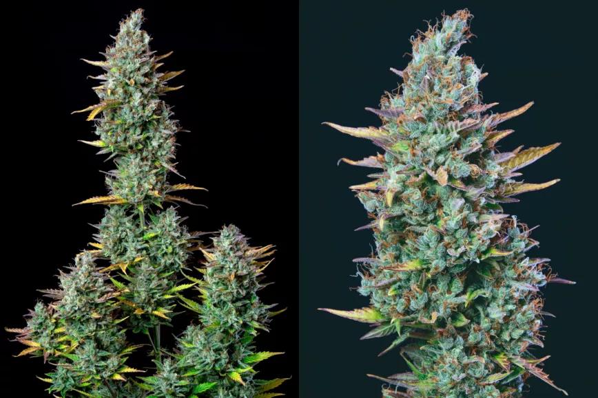 Buddha Auto Critical