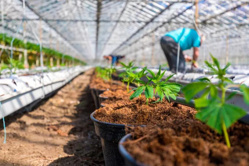 Colombia invierte más de un millón de euros para promover la industria del cannabis