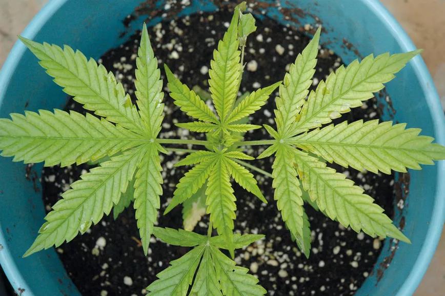 Los diez trucos de experto para cultivadores novatos 