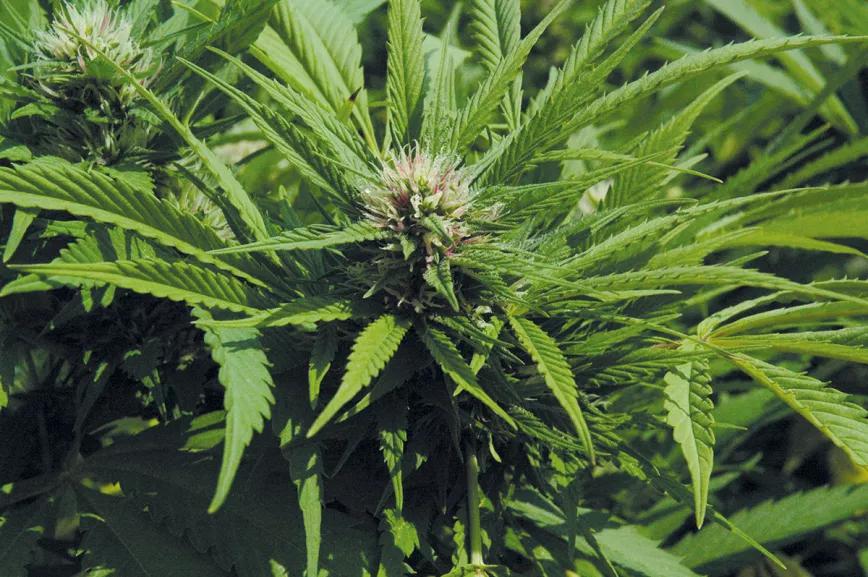 Los diez trucos de experto para cultivadores novatos 