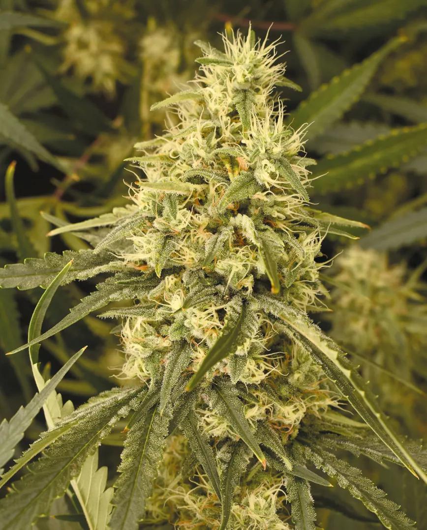 Plantas grandes, optimización del cultivo y máxima producción 