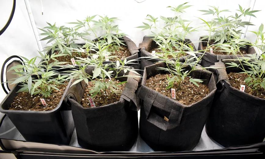 Plantas grandes, optimización del cultivo y máxima producción 
