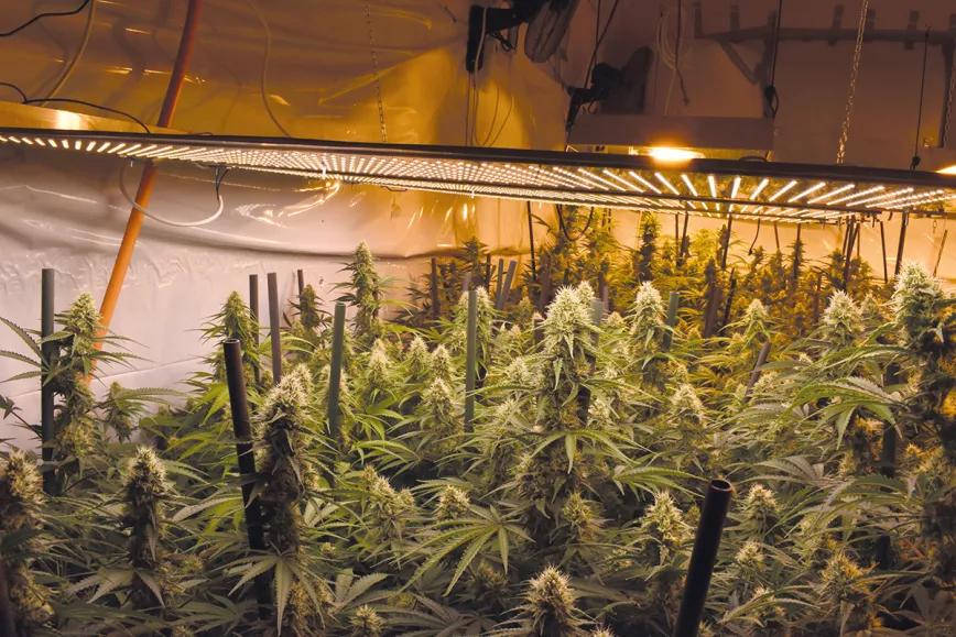 Plantas grandes, optimización del cultivo y máxima producción 