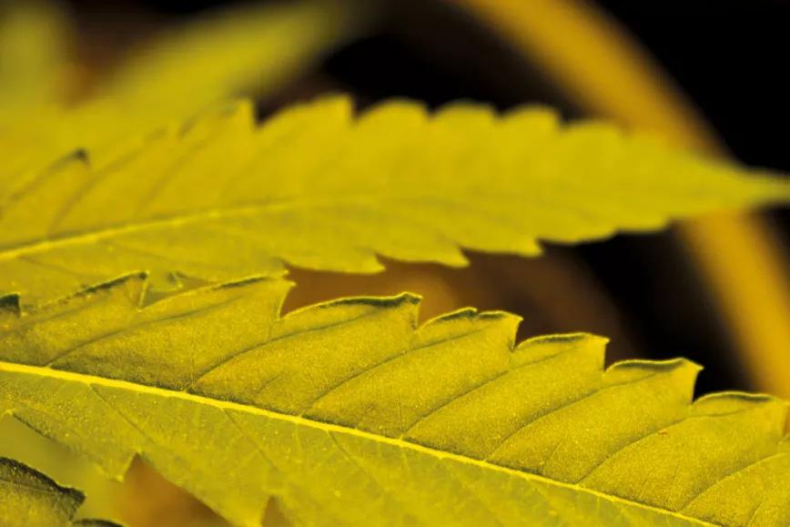 Plantas grandes, optimización del cultivo y máxima producción 