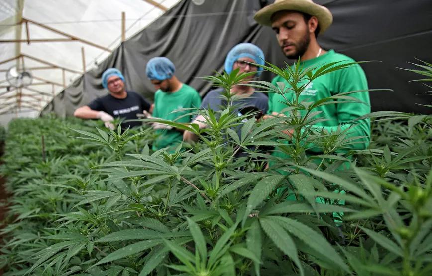 El 70% de las empresas colombianas de cannabis no tuvo operaciones en 2023