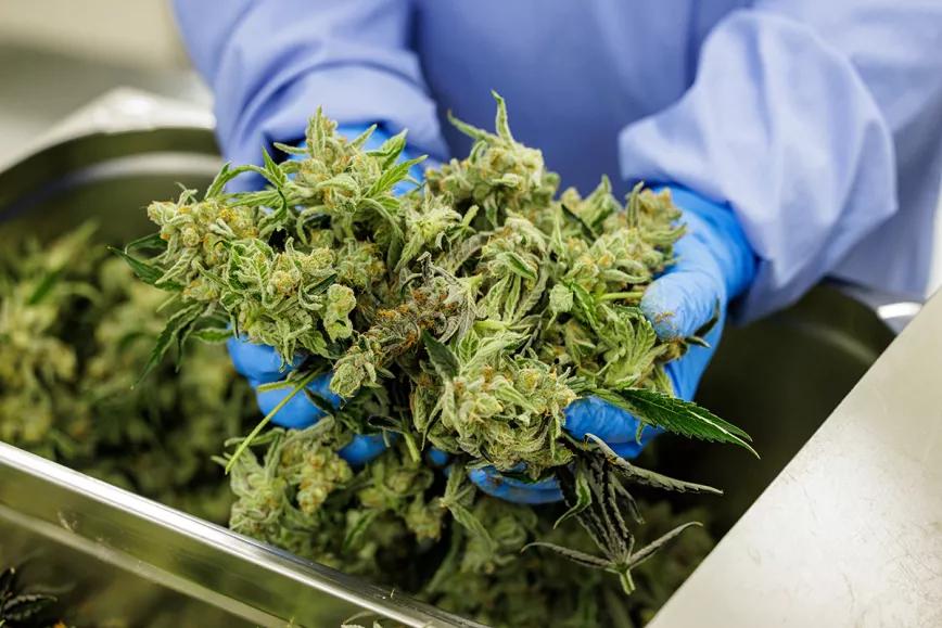 Empresarios colombianos del cannabis reclaman al gobierno que autorice la venta de flores con fines medicinales