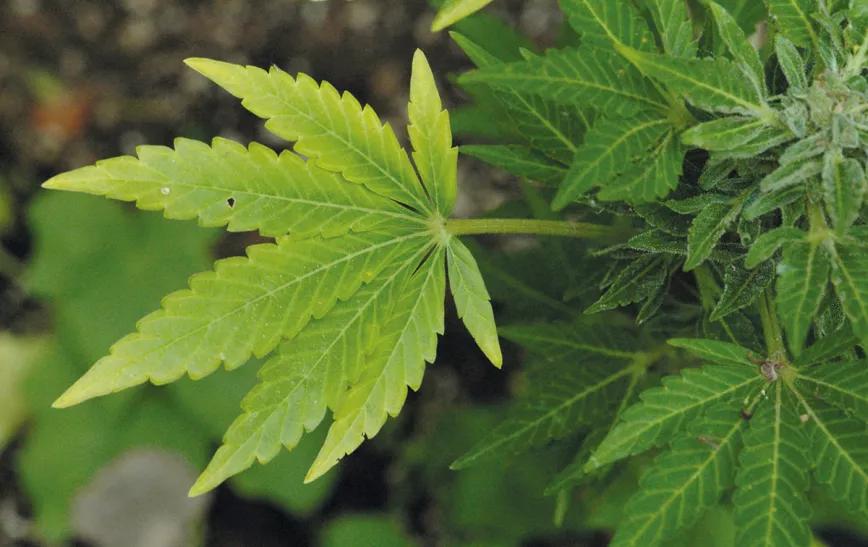 Las hojas amarillentas suelen indicar una carencia de nitrógeno. 