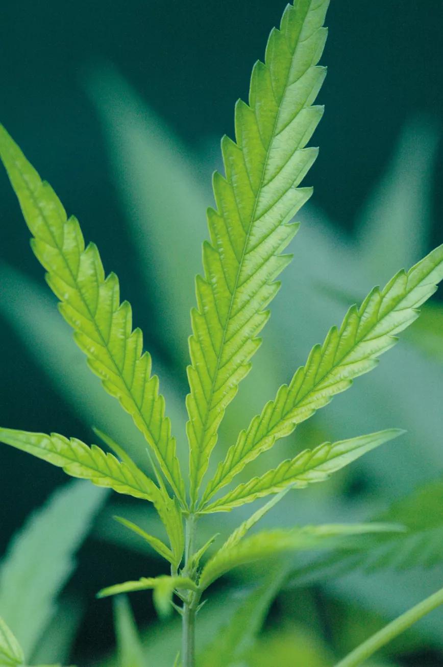 Si se aprecia una decoloración de las hojas, suele haber un problema de nutrientes: o faltan o no se pueden absorber por un pH inadecuado. 