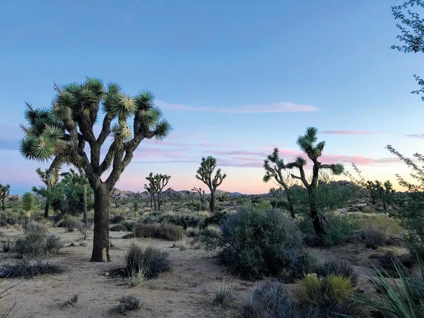 Sembrando experiencias: un viaje por las culturas del cannabis en Colorado, California y España 