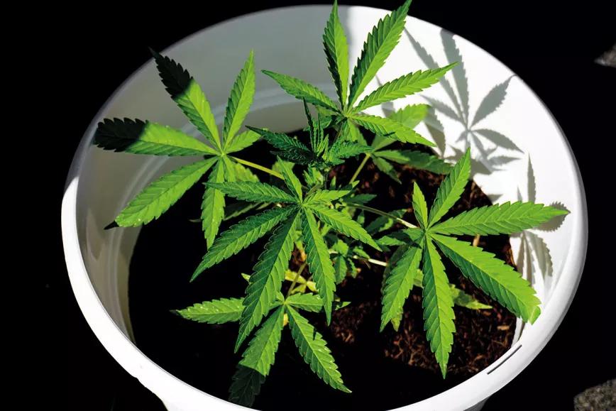 Sembrando experiencias: un viaje por las culturas del cannabis en Colorado, California y España 