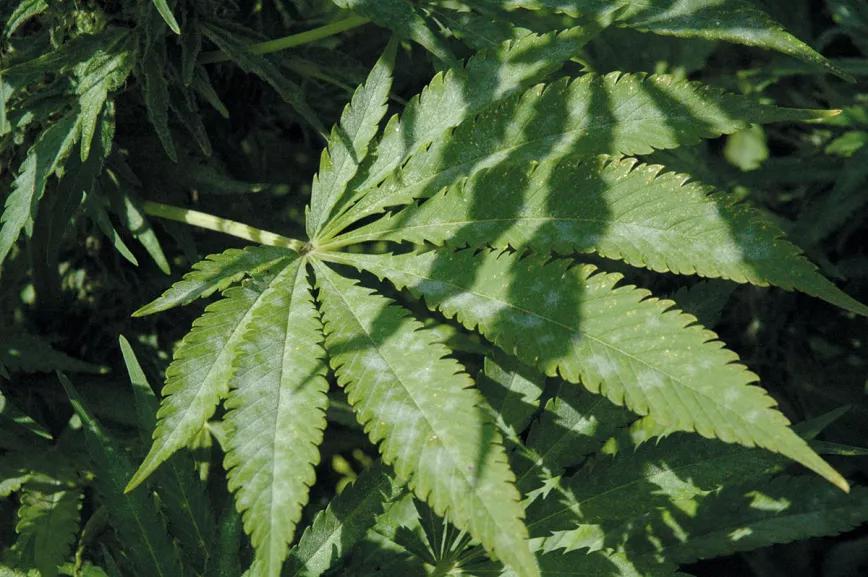 Estrategia contra bichos en diez pasos 