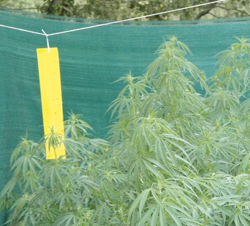 Estrategia contra bichos en diez pasos 