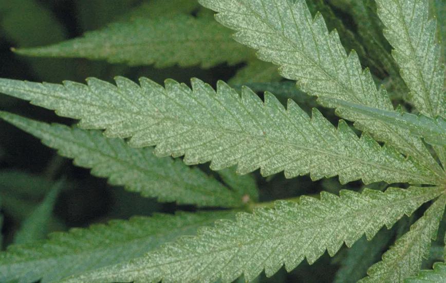 Estrategia contra bichos en diez pasos 