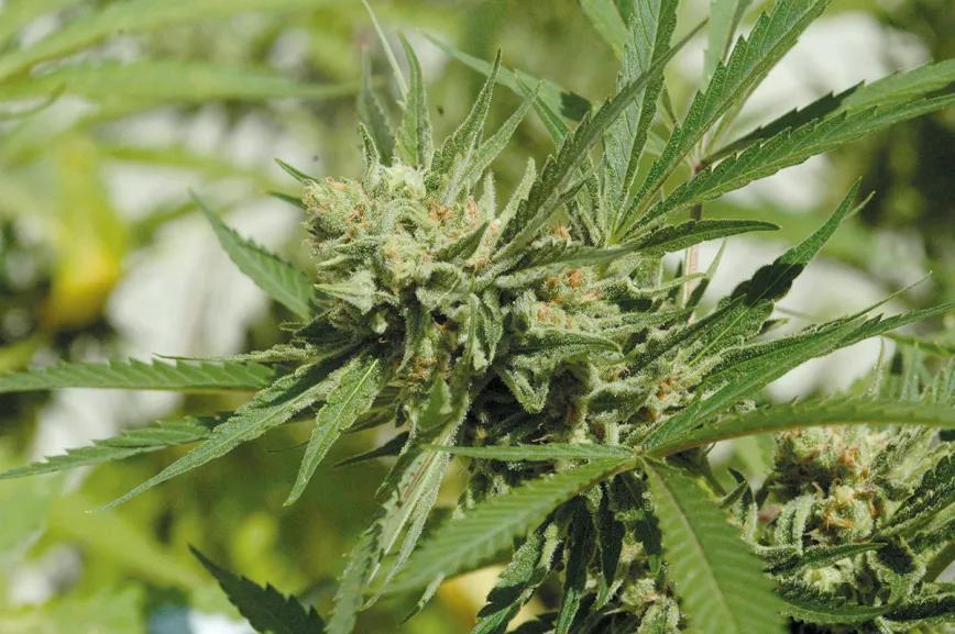 ¡Cosecha en julio!: la técnica de la floración forzada 