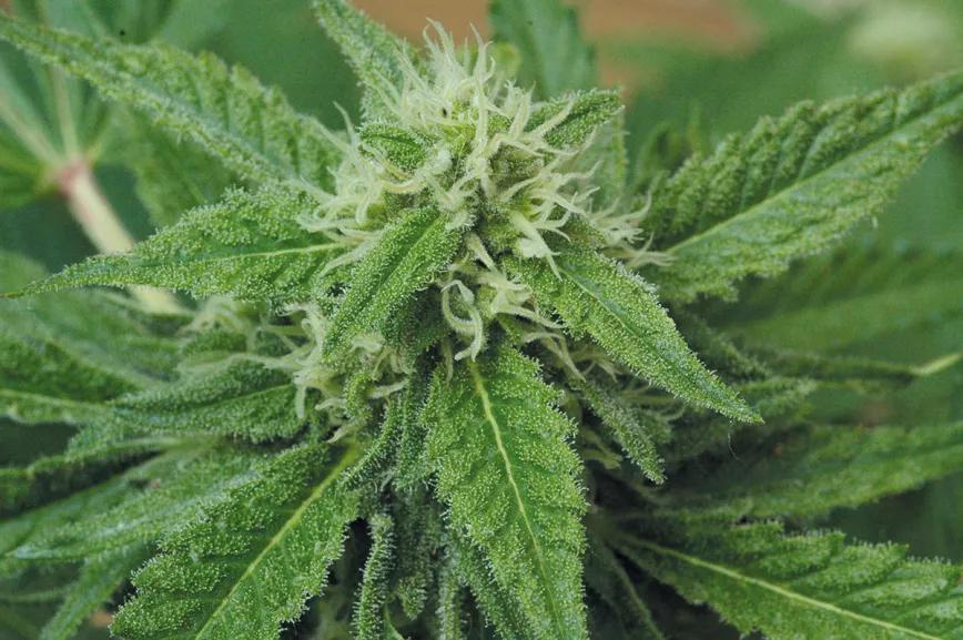 ¡Cosecha en julio!: la técnica de la floración forzada 